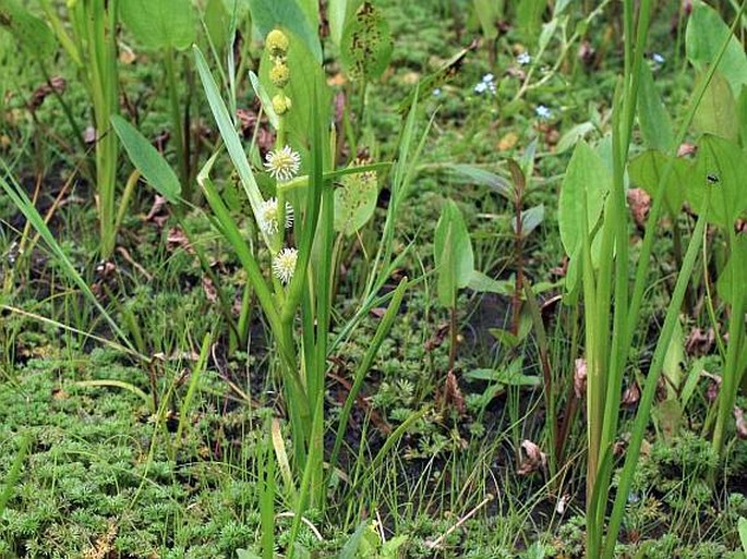 SPARGANIUM EMERSUM Rehmann – zevar jednoduchý / ježohlav jednoduchý