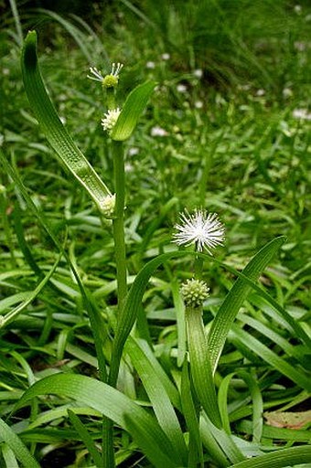 Sparganium natans