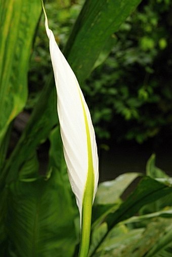 Spathiphyllum friedrichsthalii