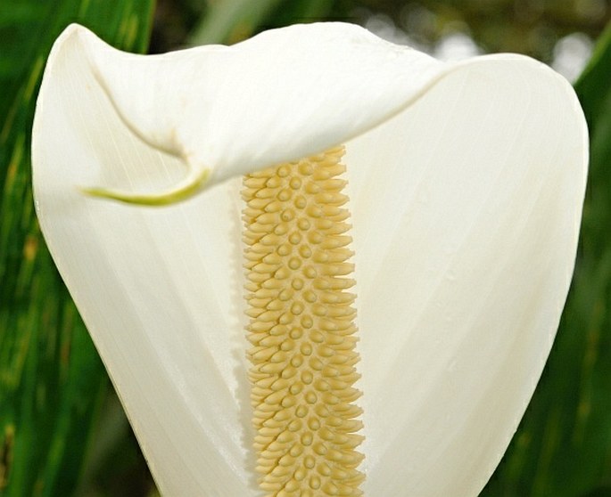 Spathiphyllum friedrichsthalii