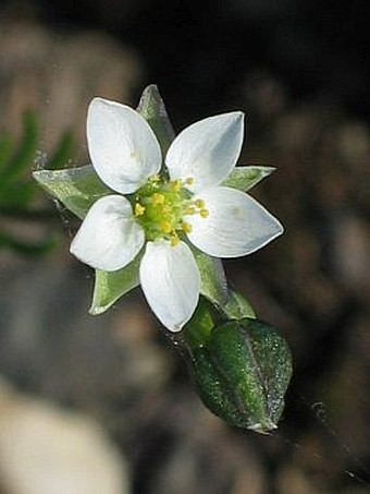 Spergula morisonii