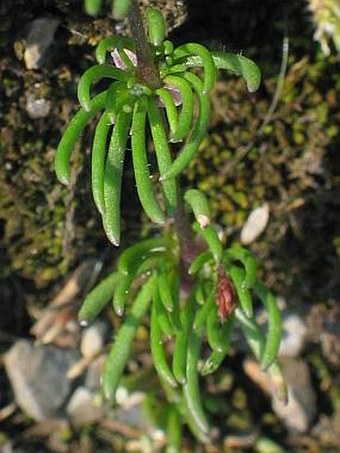 Spergula morisonii