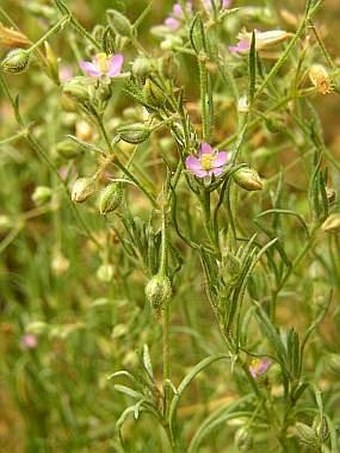 Spergularia marina