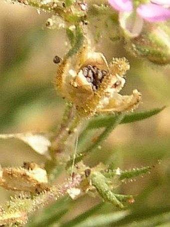 Spergularia marina