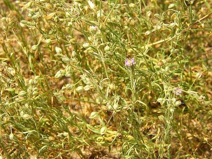 Spergularia marina