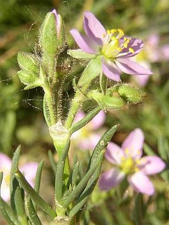 Spergularia media