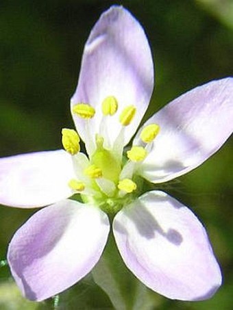 Spergularia media