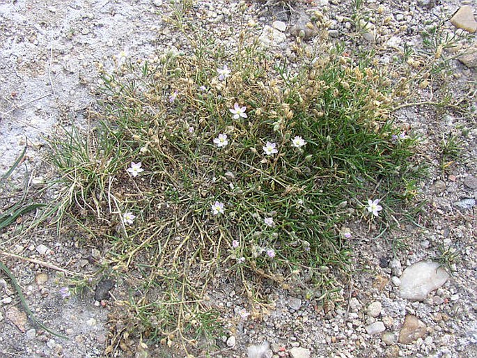 Spergularia media