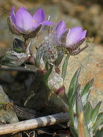 Spergularia rubra