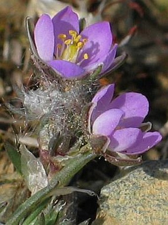 Spergularia rubra