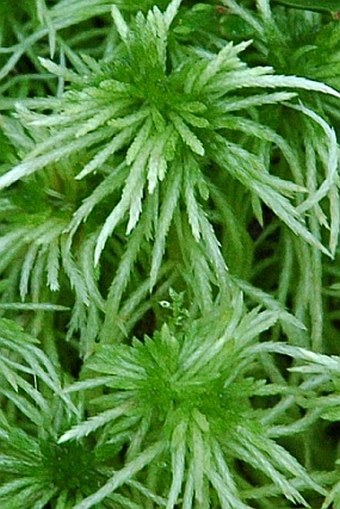 Sphagnum fimbriatum