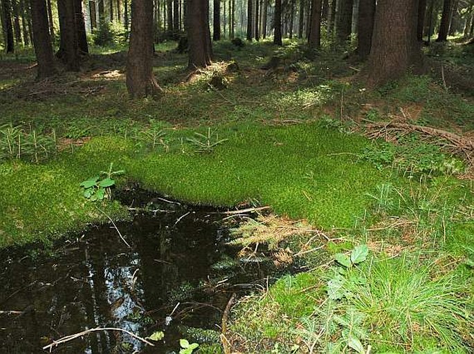 Sphagnum fimbriatum