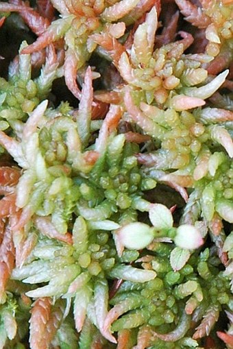 Sphagnum magellanicum