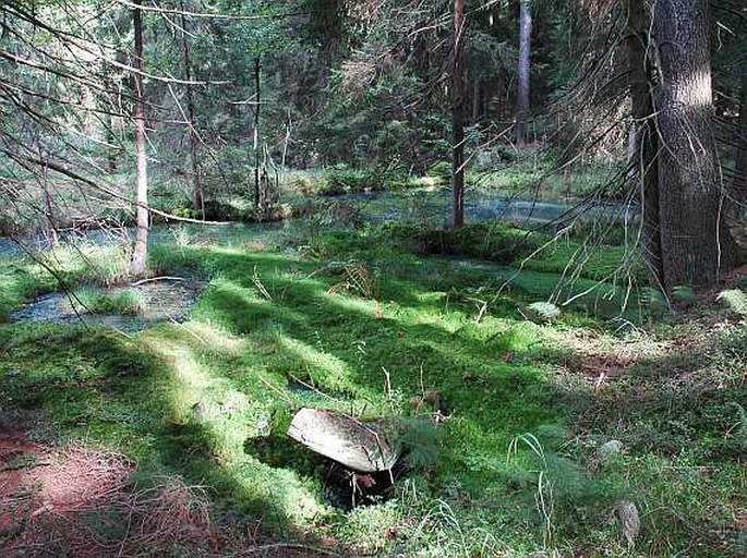 Sphagnum magellanicum