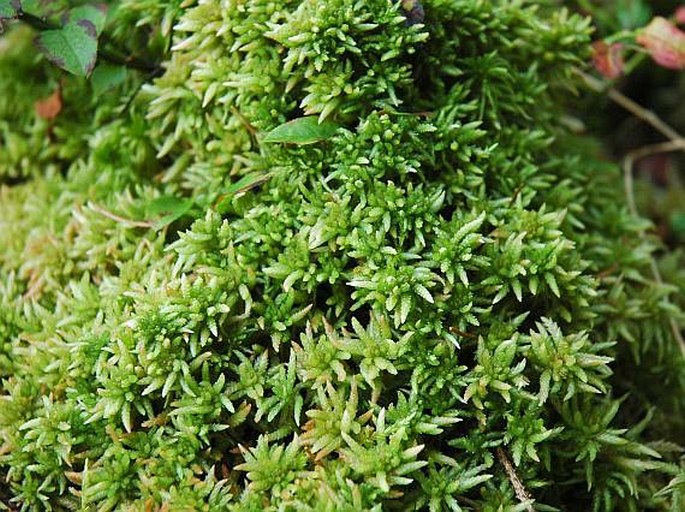 Sphagnum magellanicum