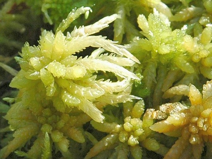 Sphagnum palustre