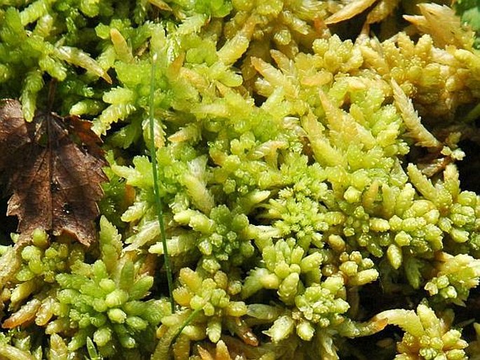 Sphagnum palustre