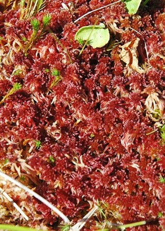 Sphagnum warnstorfii