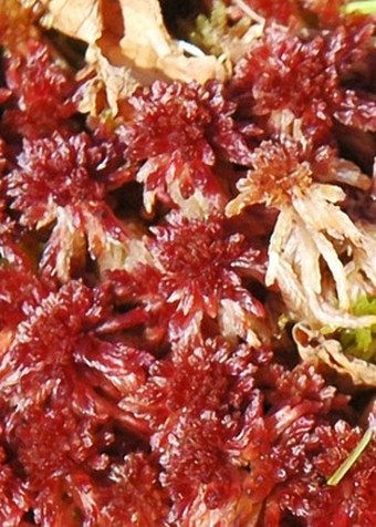 Sphagnum warnstorfii