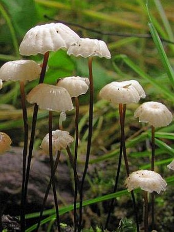 Marasmius rotula