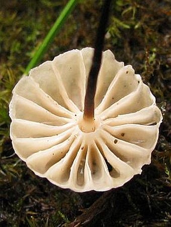 Marasmius rotula