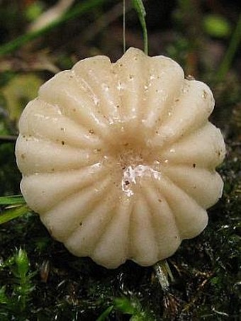 Marasmius rotula