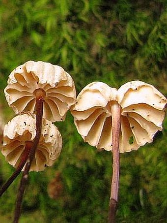 Marasmius rotula