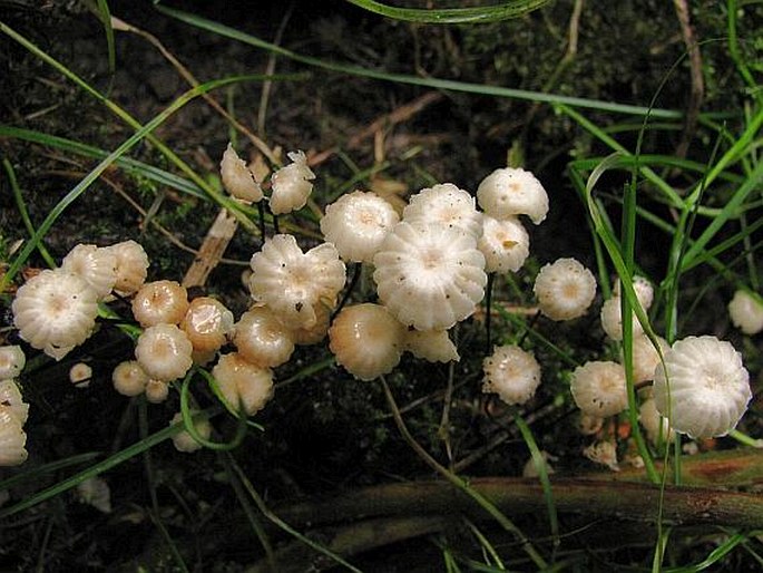 Marasmius rotula