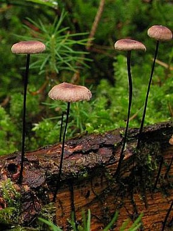 Marasmius androsaceus