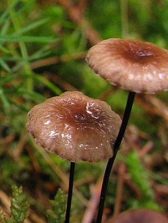 Marasmius androsaceus