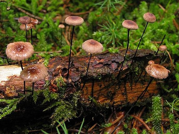 MARASMIUS ANDROSACEUS (L.) Fr. - špička žíněná / tanečnica čiernohlúbiková