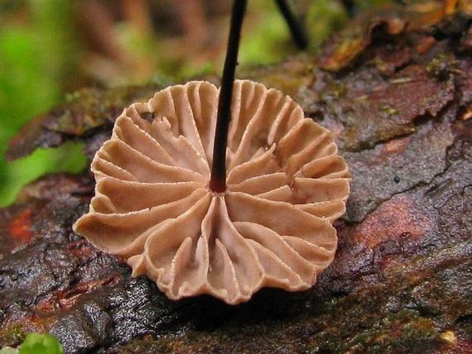 Marasmius androsaceus