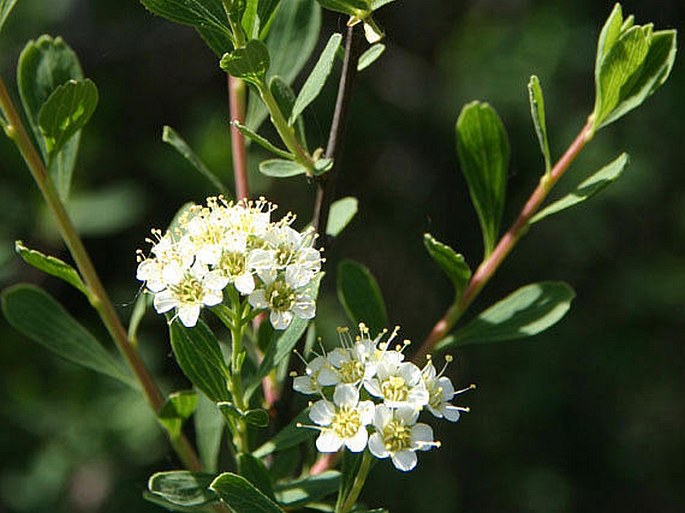 SPIRAEA CRENATA L. - tavolník vroubkovaný / tavoľník vrúbkovaný