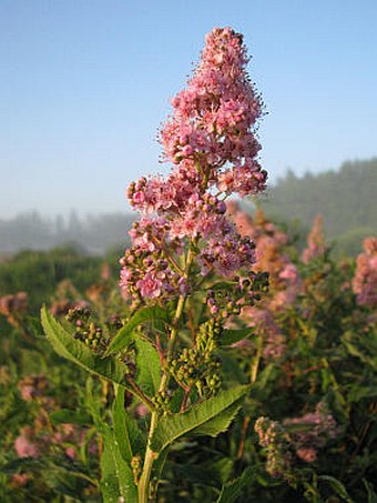 Spiraea salicifolia