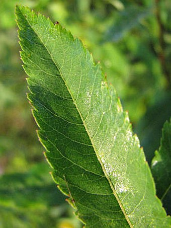 Spiraea salicifolia