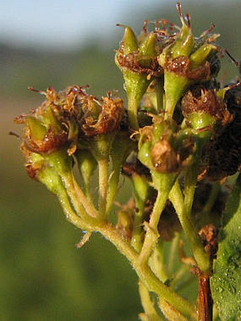 Spiraea salicifolia