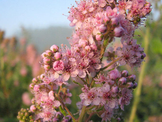 SPIRAEA SALICIFOLIA L. – tavolník vrbolistý / tavoľník vŕbolistý