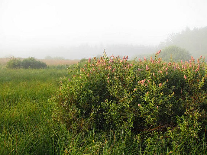 Spiraea salicifolia