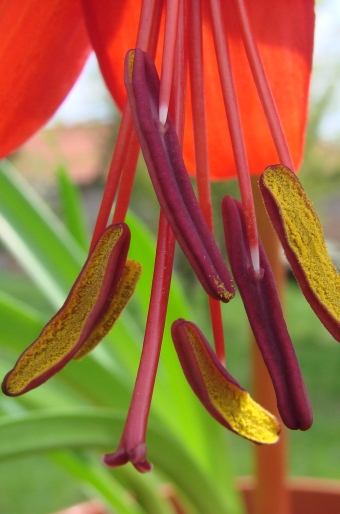 Sprekelia formosissima