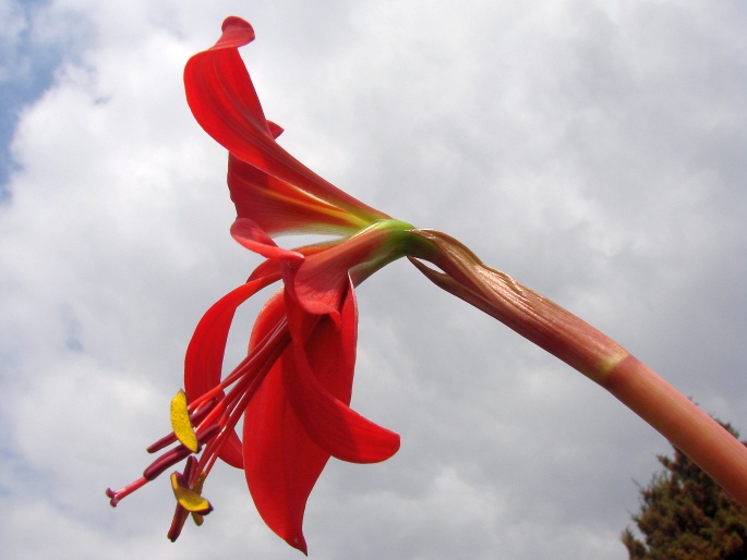 Sprekelia formosissima