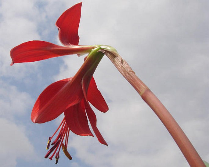 Sprekelia formosissima