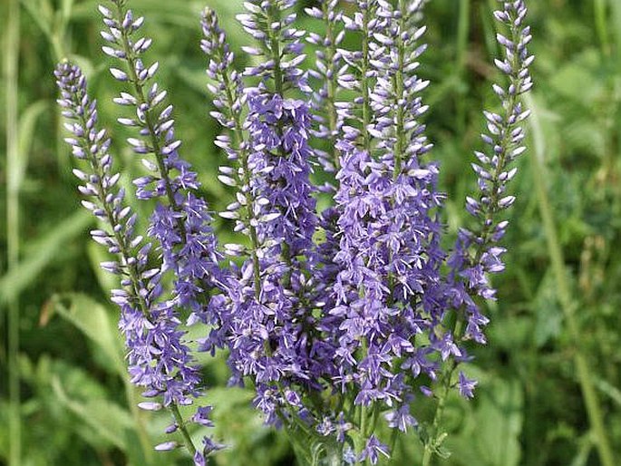 VERONICA SPURIA subsp. FOLIOSA (Waldst. et Kit.) Nym. – rozrazil latnatý širolistý / veronikovec metlinatý listnatý