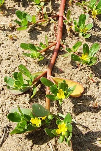 Portulaca oleracea