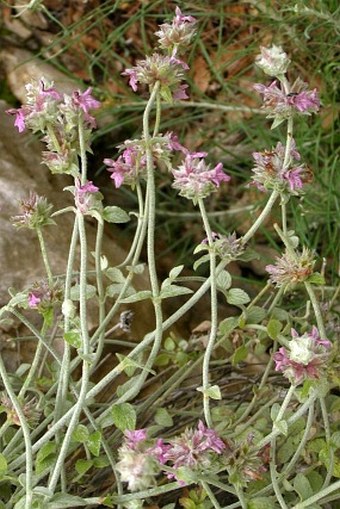 Stachys aleurites