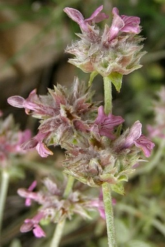 Stachys aleurites