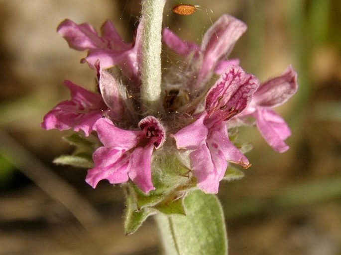 Stachys aleurites