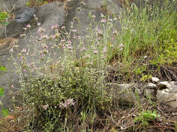 Stachys aleurites