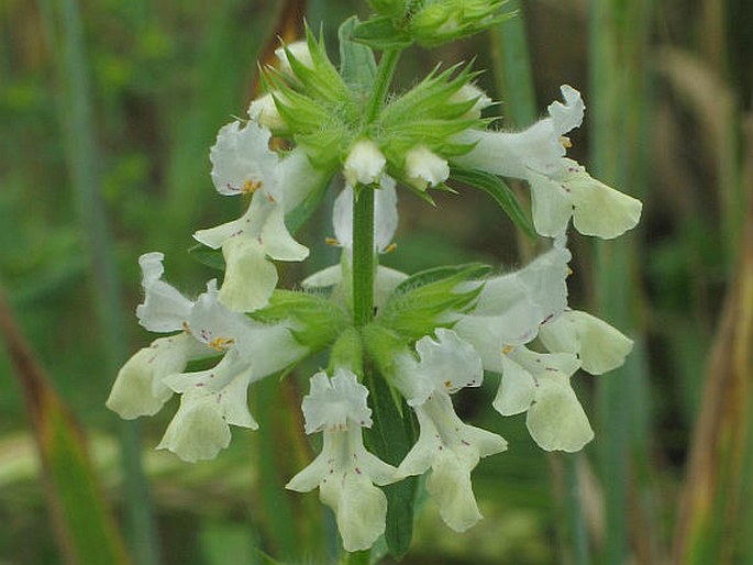 Stachys annua