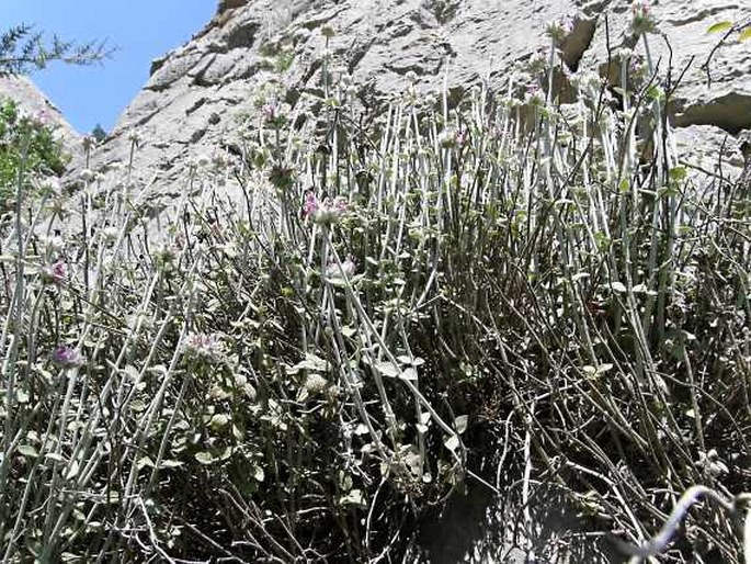 Stachys bombycina