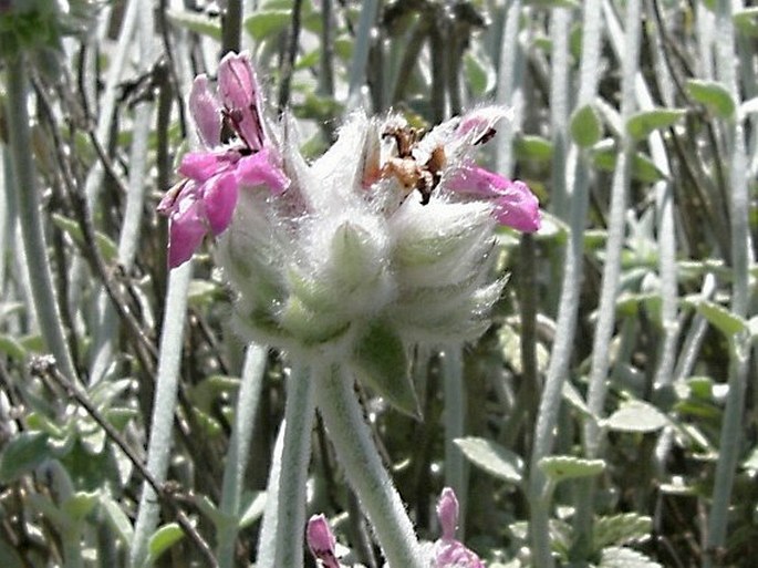 Stachys bombycina